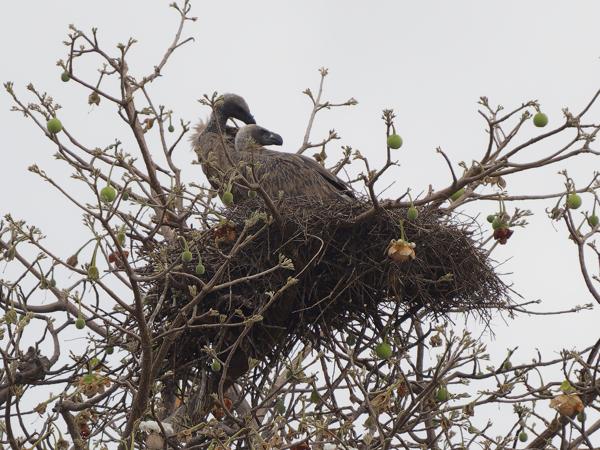<h3><a href="/trips/tanzania/biota/animalia/chordata/aves/017 accipitriformes/004 accipitridae/gyps africanus/gyps africanus-nl.html">Gyps&nbsp;africanus</a> / White‑backed&nbsp;vulture / Witruggier</h3>OM-1 Mark II met OLYMPUS M.150-400mm F4.5 TC, 1/2000 sec  bij F5.6, ISO 1250, afstand 99.6&nbsp;m